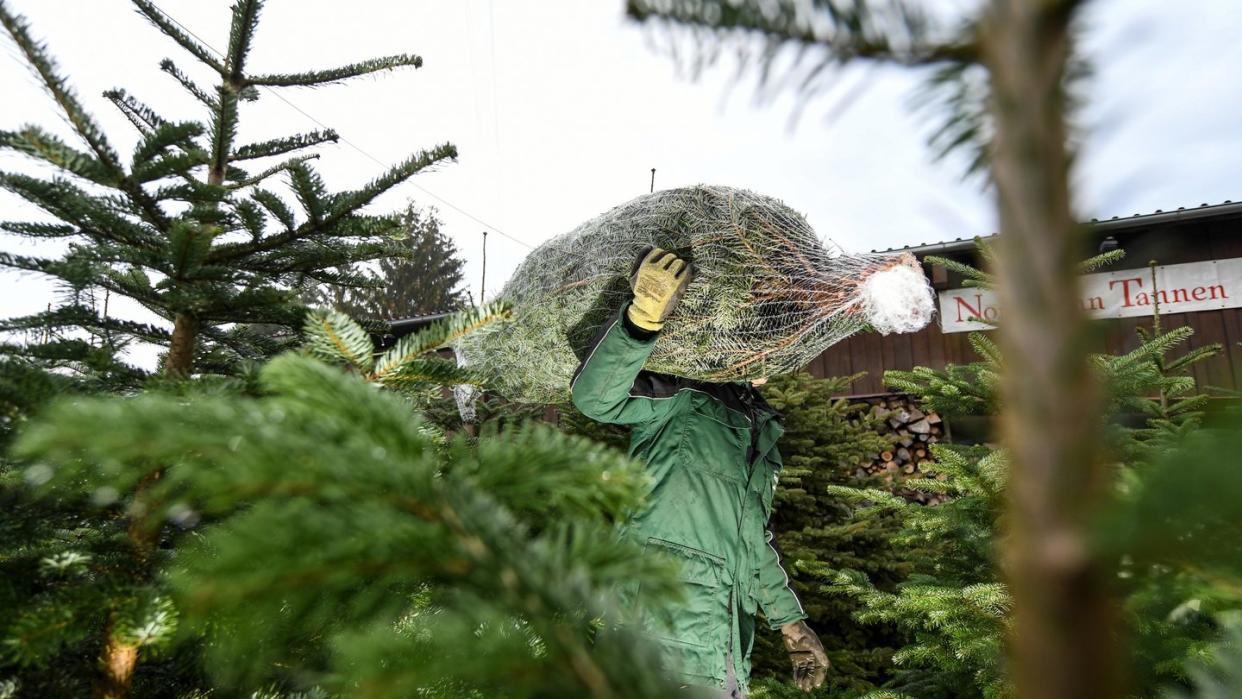 Ein Weihnachtsbaumzüchter läuft mit einer Nordmann-Tanne auf der Schulter über seinen Hof.