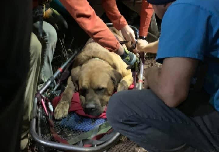 Along with being exhausted, Floyd suffered cuts on his paws during Sunday's excursion. (Photo: Shawn Kenney/Salt Lake County Sheriff's Search and Rescue)