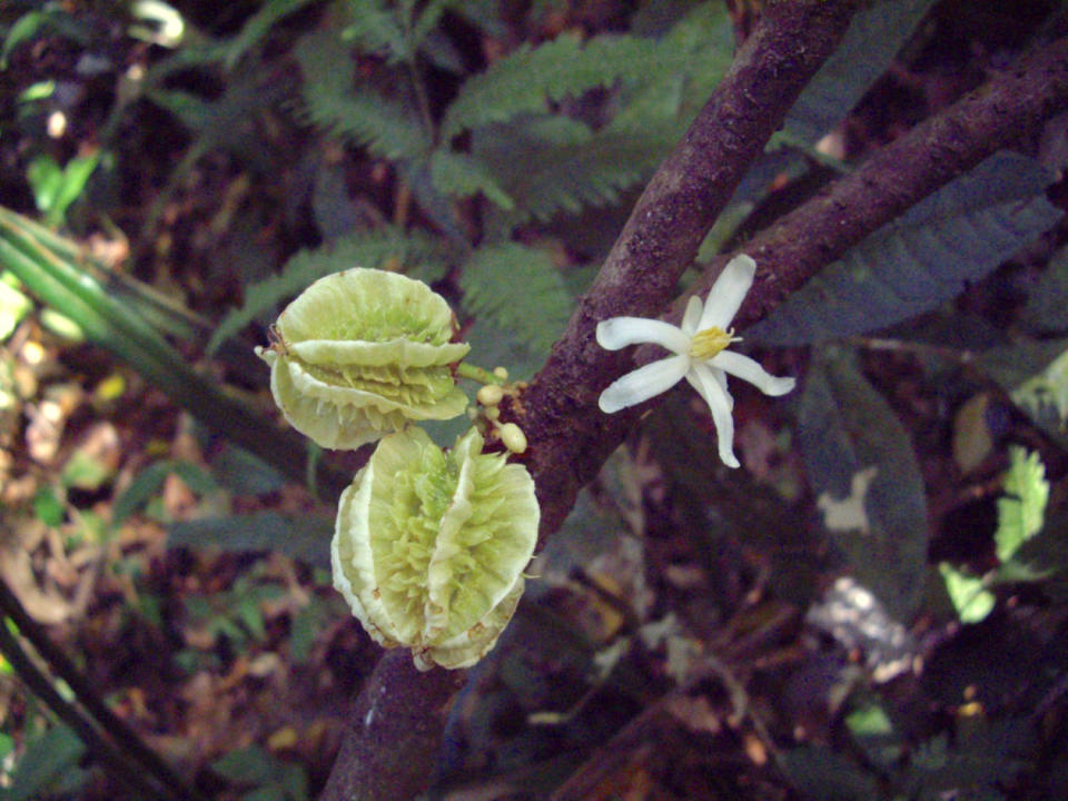 The fruit and flower of Carpotroche caceresiae. Aguilar et al.