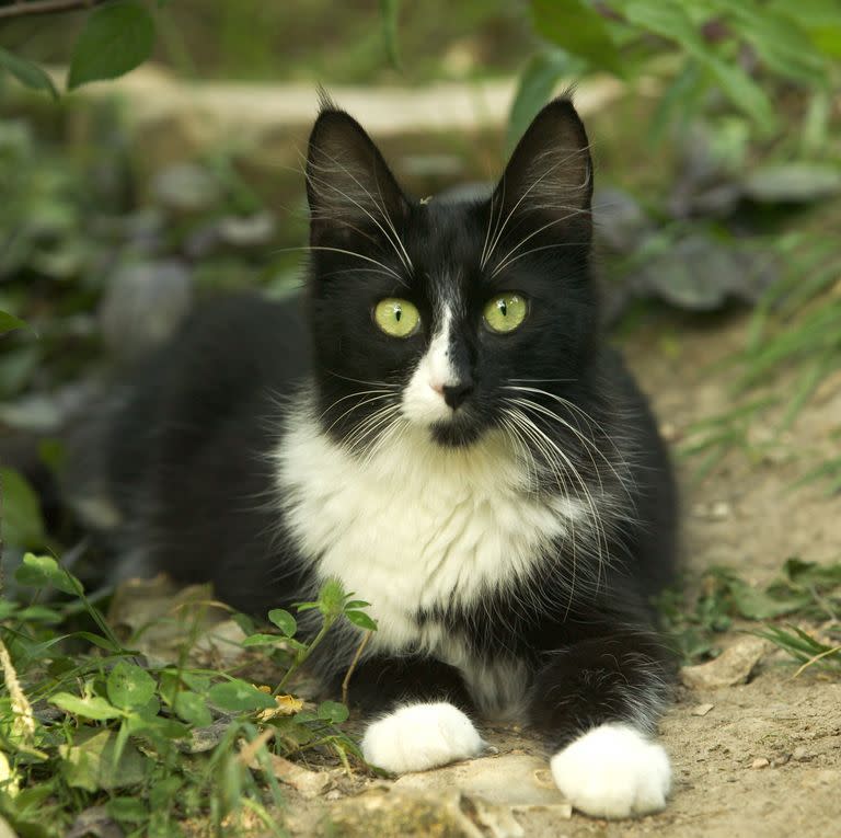 2) Turkish Angora