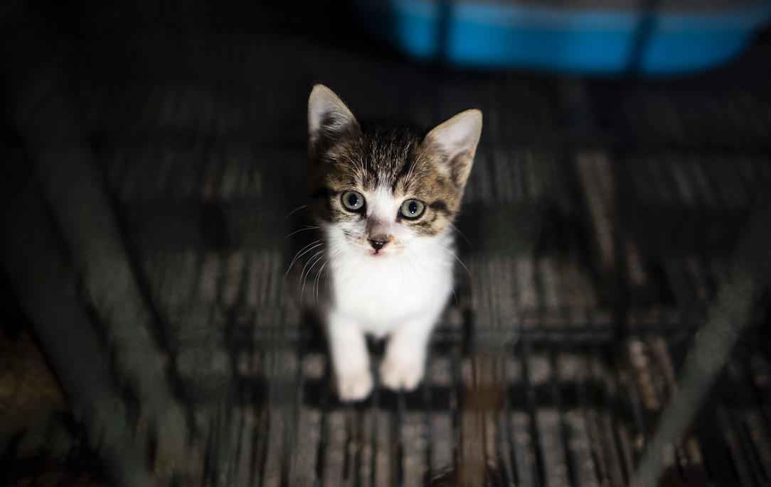<em>The US Department of Agriculture has stopped killing cats as part of a research programme (Getty/stock photo)</em>