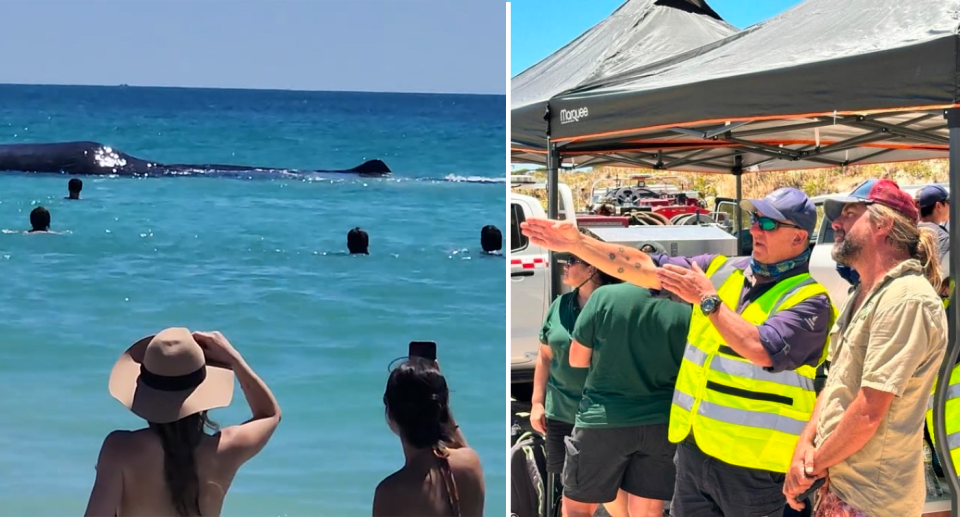 Left - the whale at Port Beach while onlookers watch on. Right - Ori talking to someone in hi-vis at Rockingham beach.