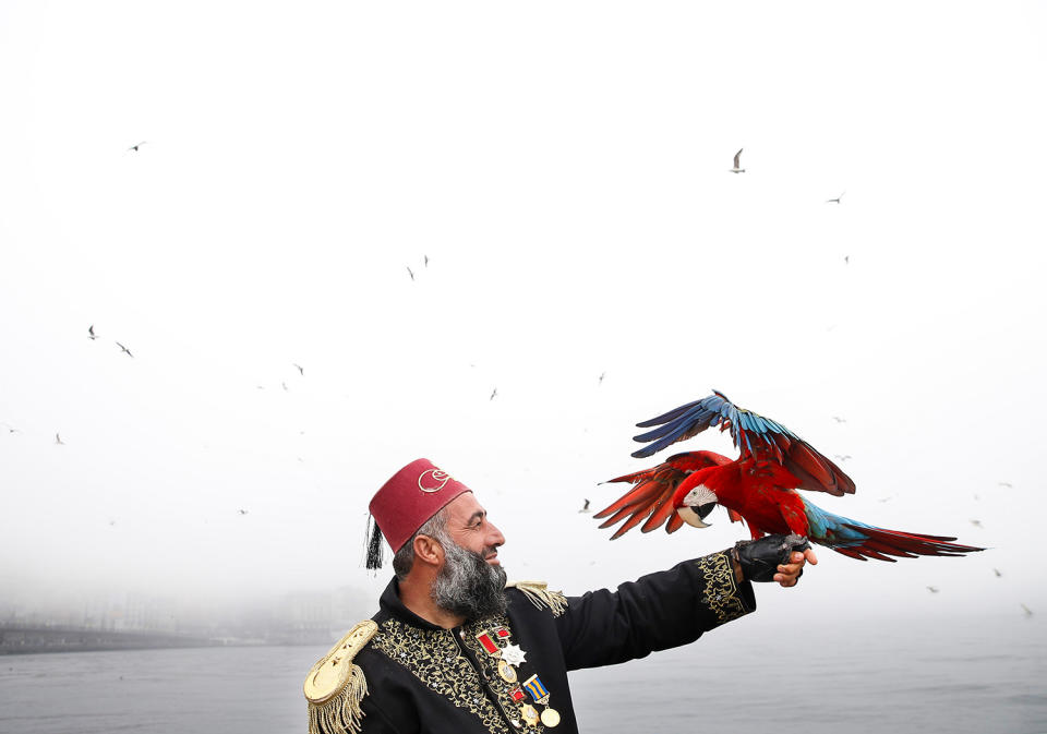 Life with a parrot in Istanbul