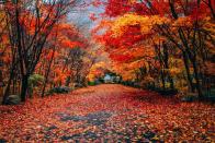 <p>Red fallen leaves cover a paved road. </p>