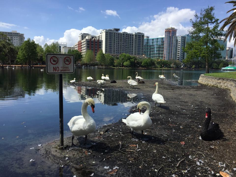<p>Lake Eola is seeing lower lake levels due to the drought. </p>