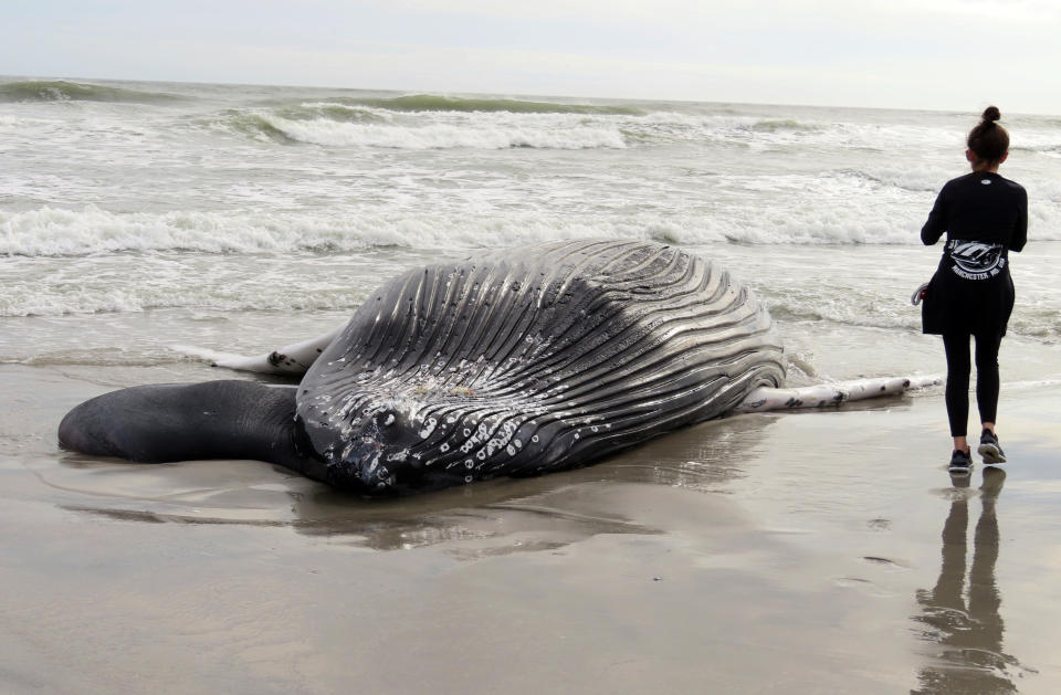 The body of a humpack whale lies on a beach in Brigantine N.J., after it washed ashore on Friday, Jan. 13, 2023. It was the seventh dead whale to wash ashore in New Jersey and New York in little over a month, prompting calls for a temporary halt in offshore wind farm preparation on the ocean floor from lawmakers and environmental groups who suspect the work might have something to do with the deaths. (AP Photo/Wayne Parry)
