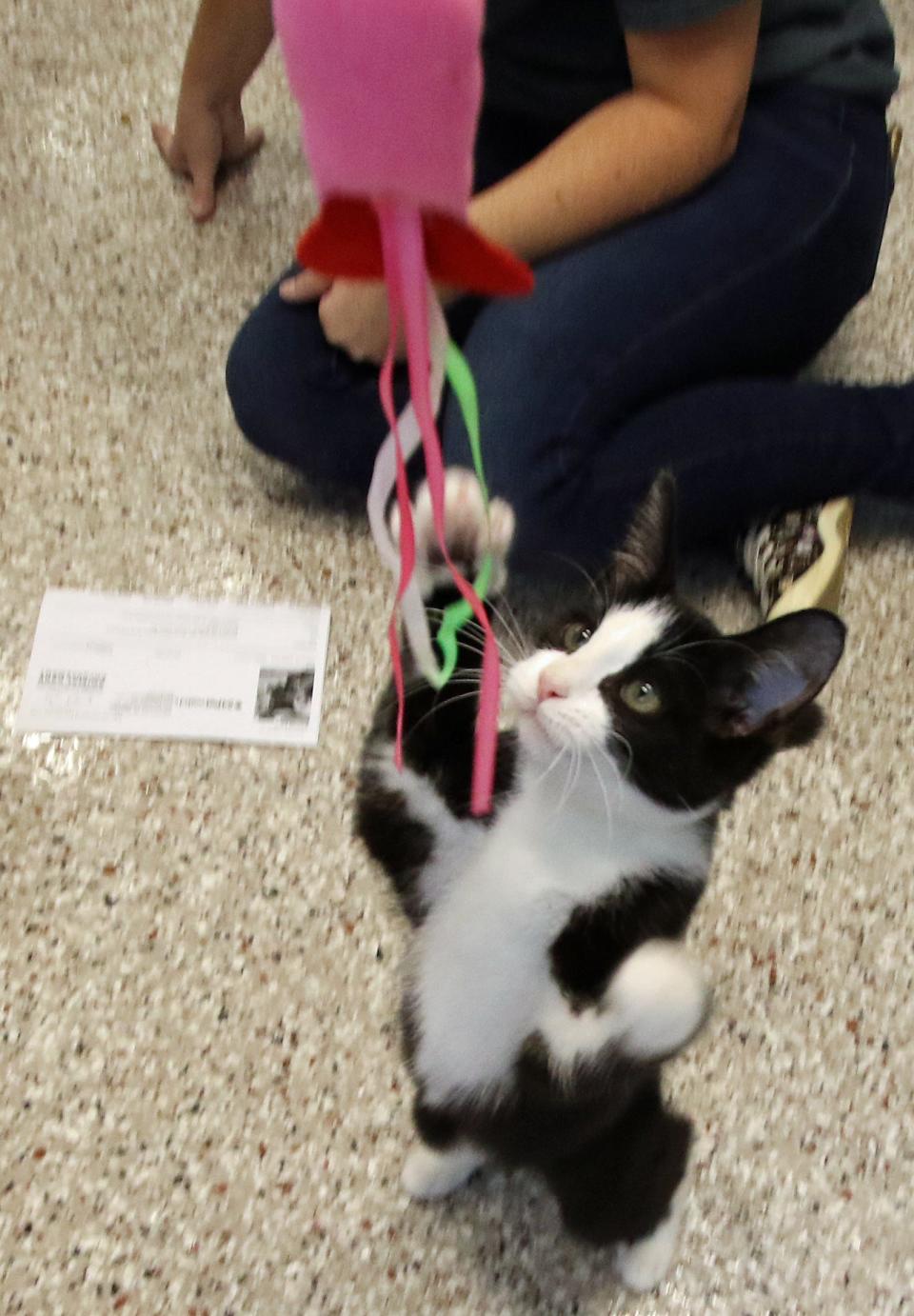 Kailey Addis plays with a kitten she wants to adopt during the Clear the Shelter event held in 2022 at Gaston County Animal Care and Enforcement on Business Park Circle.