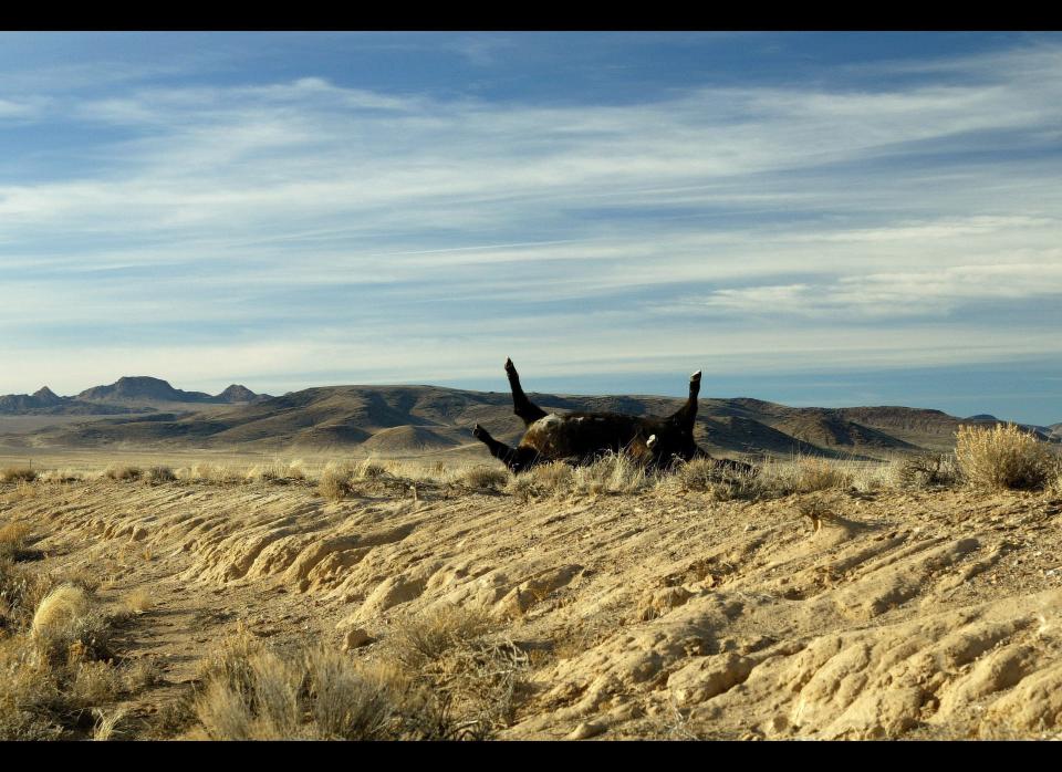 Rachel, Nevada, Near Las Vegas on the UFO Highway (hwy 375) at the town of Rachel, dead livestock (cattle) beside the highway. Rachel is near Area 51 which is contained within the U.S.Air Force weapons range. (CP PHOTO/Larry MacDougal)