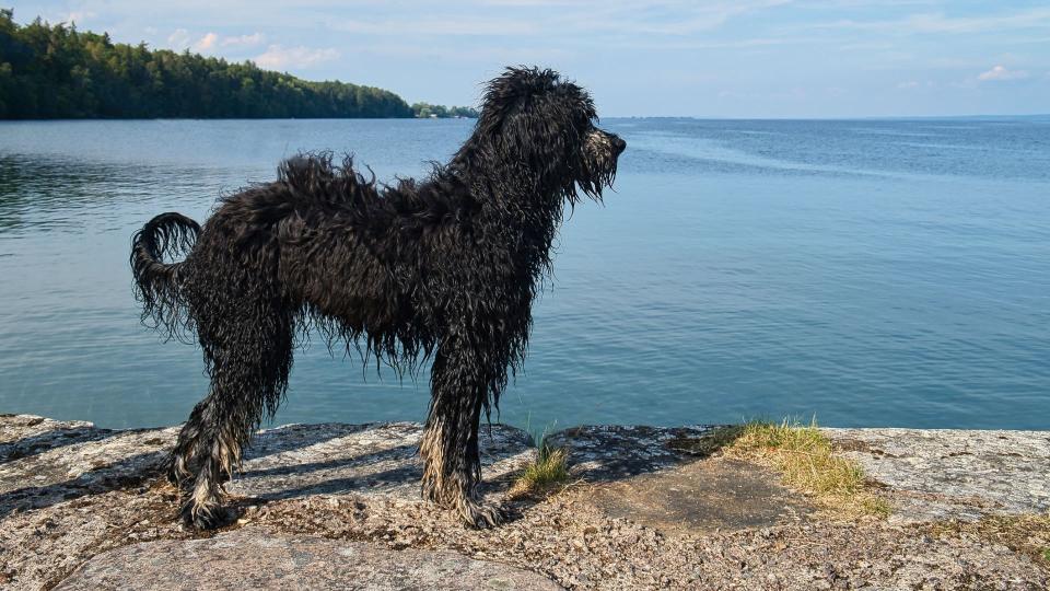 Portuguese Water dog