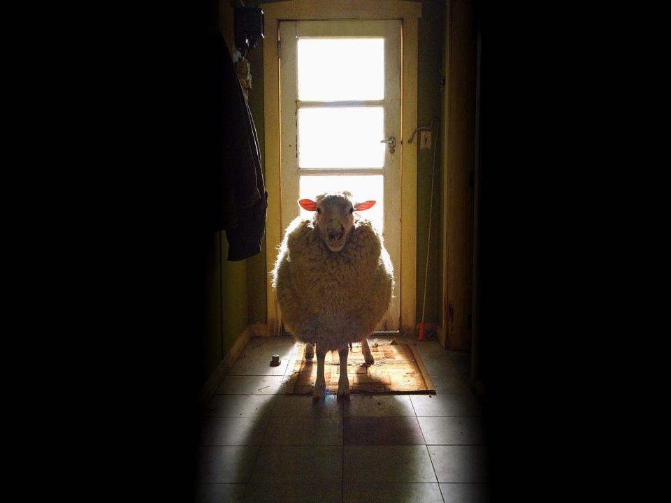 A creepy sheep stands backlit in a dark hallway while blocking a door