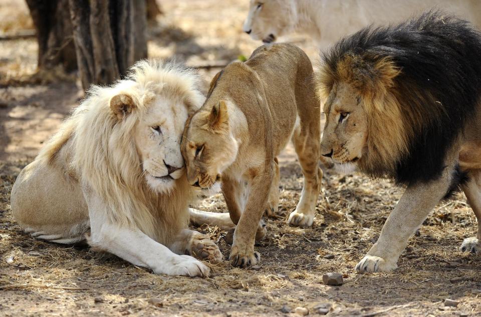 Leones fotografiados el 31 de julio de 2012 en Limpopo, Africa (AFP/Archivos | Stephane de Sakutin)