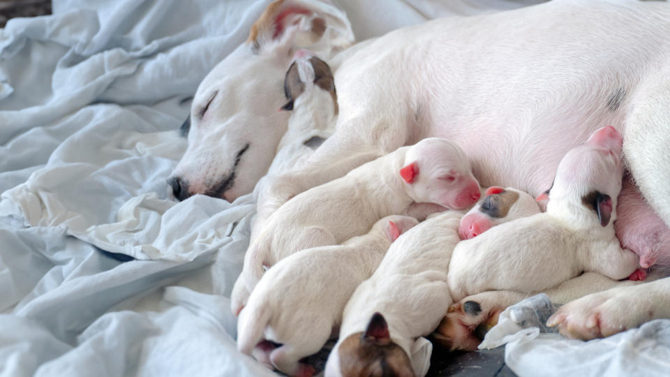 Litter of puppies nursing