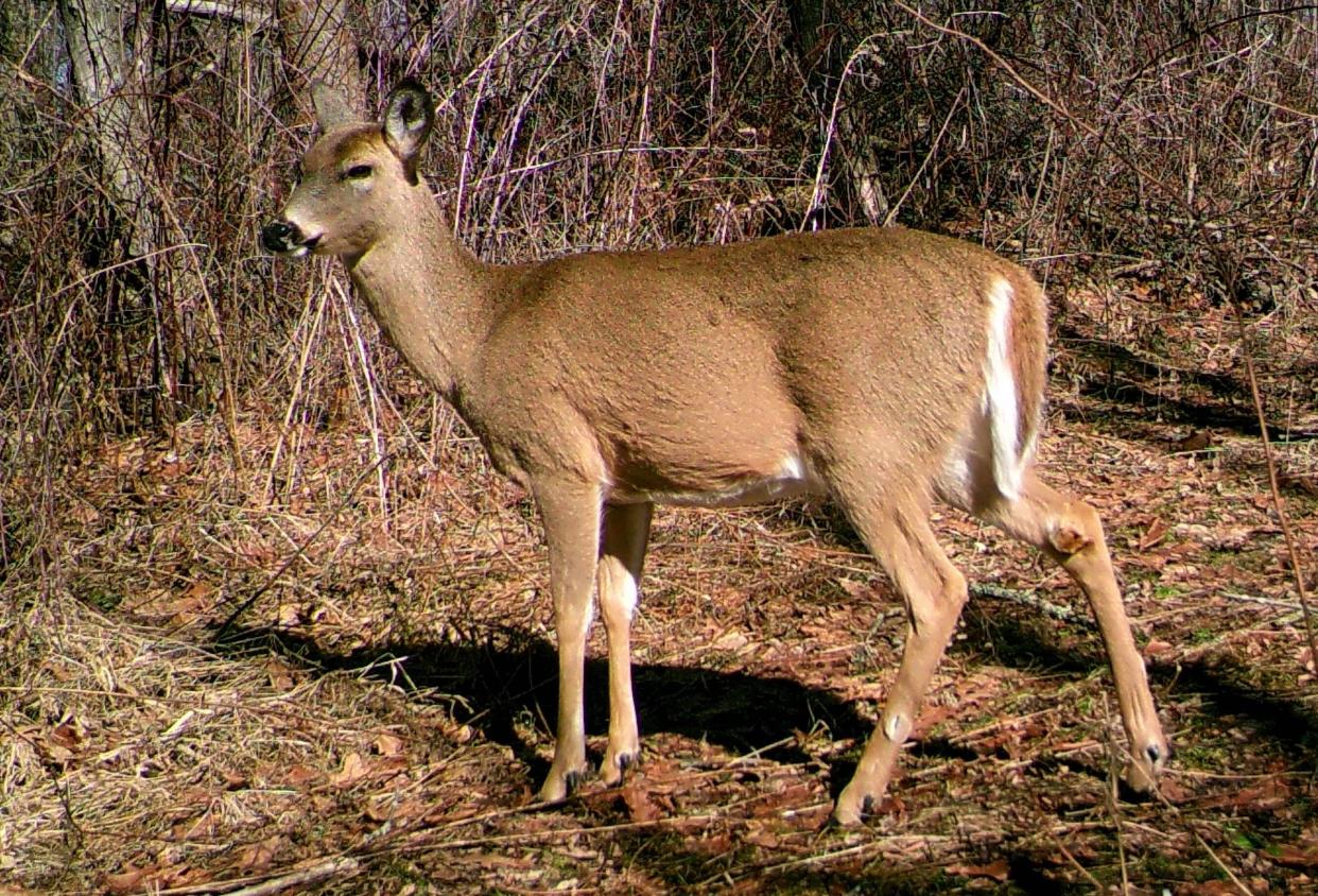 The Pennsylvania Game Commission owns 1.6 million acres of public land and two senators inquired Thursday about how much land the government should own.