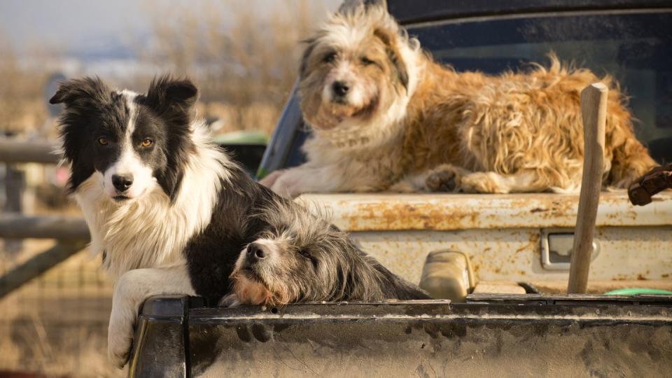 dogs await instructions on montana ranch