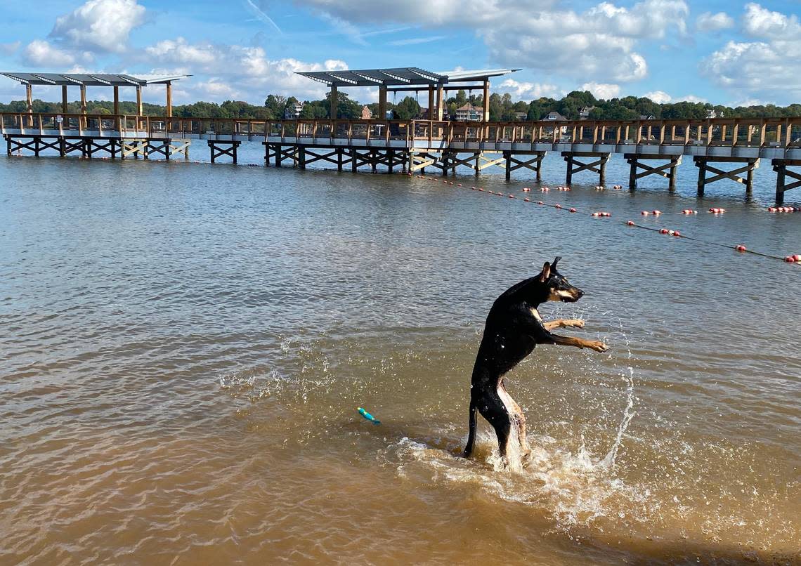 A dog plays in Lake Wylie at Ebenezer Park.