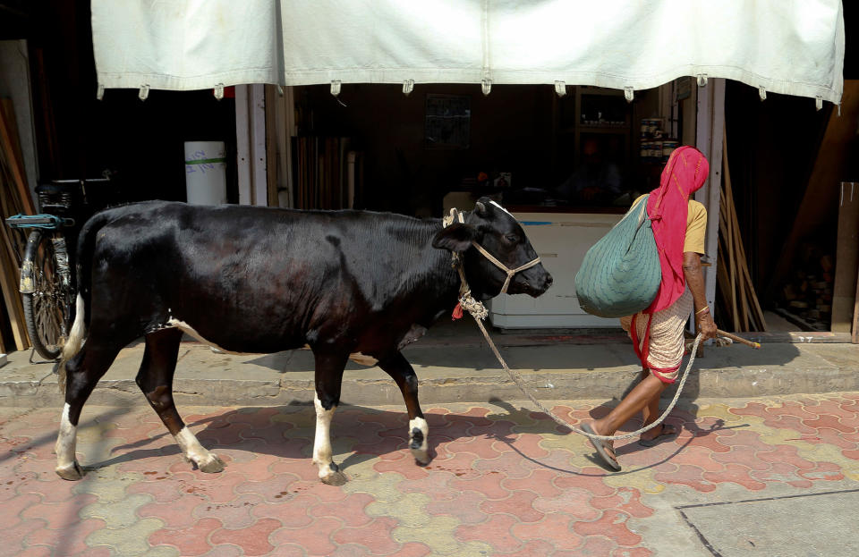 Cow walk in Mumbai