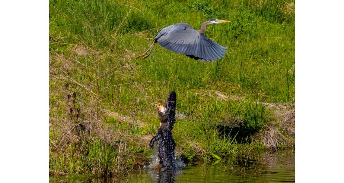 An alligator apparently trying to protect its eggs lashes out at a blue heron earlier this month at a lagoon near the fourth hole of the Hidden Cypress golf course in Sun City. Ron Stoor, a nearby resident, said he saw the alligator on the bank and got his camera ready to capture the action. With warmer weather of spring on the way, the S.C. Department of Natural Resources issued a warning to avoid swimming in lagoons and to keep pets away from the edge of the water. Submitted