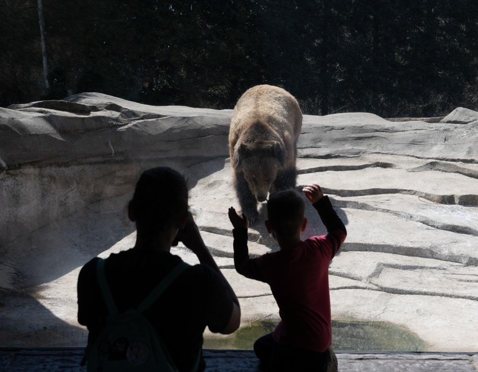 Angie Pelletier and her son Sam, 3, both of Orange, Virginia, watch a Grizzly bear behind glass at the Akron Zoo on Monday, April 8.