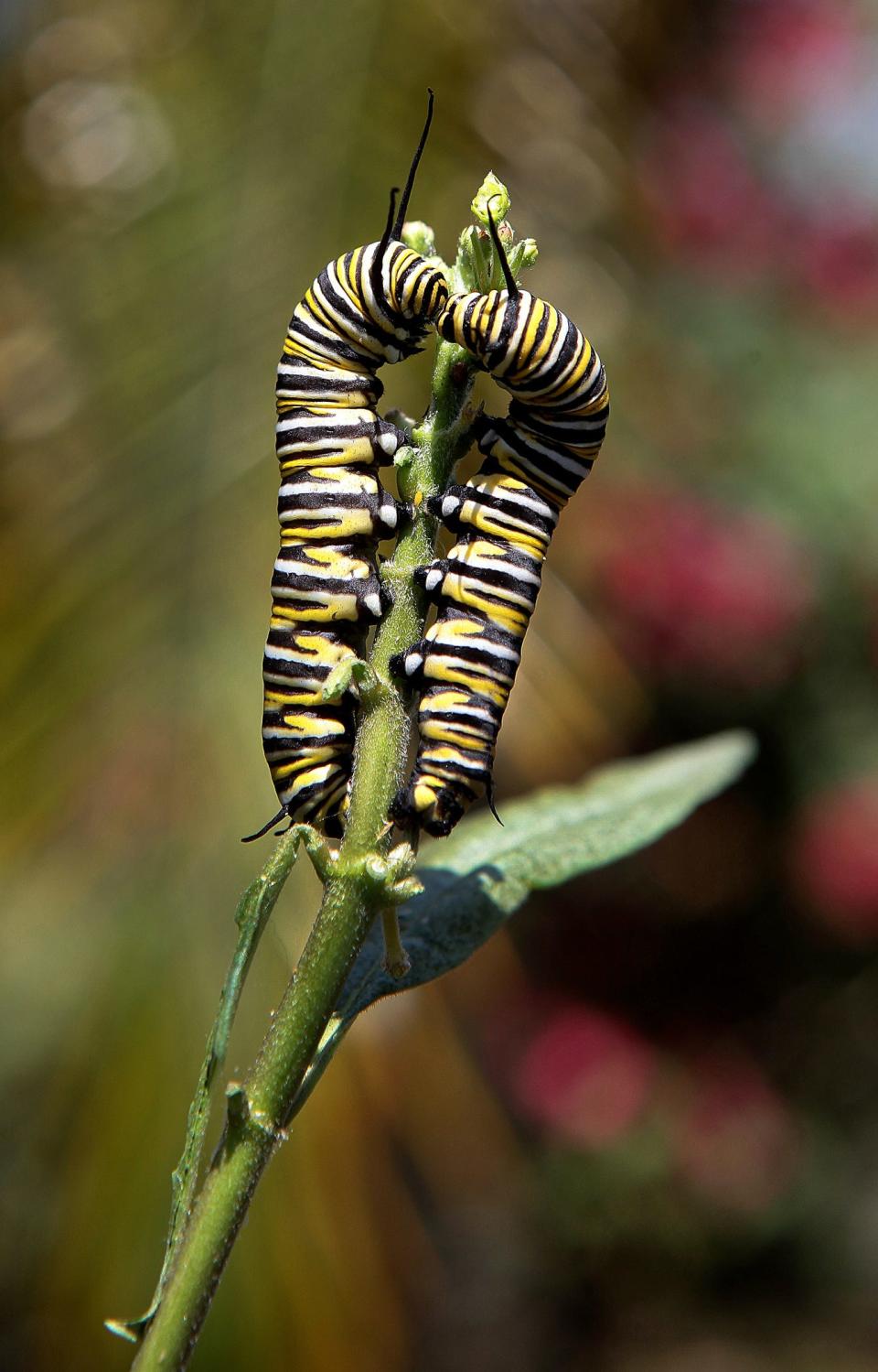 Monarch caterpillars munch on the leaves of a milkweed plant in West Palm Beach, Florida on April, 2012.