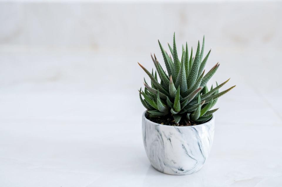 low light houseplants haworthia