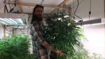 Legal cannabis a growing industry in Skagway, Alaska