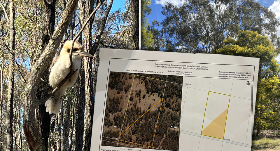 Left - a kookaburra in a tree. Right - wattle trees. Inset - a proposal for how much land the road will take.