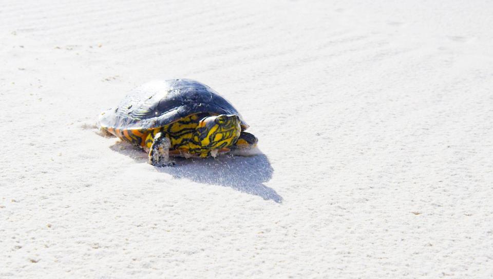 Seit Jahrmillionen auf unserem Planeten: Die Schildkröte