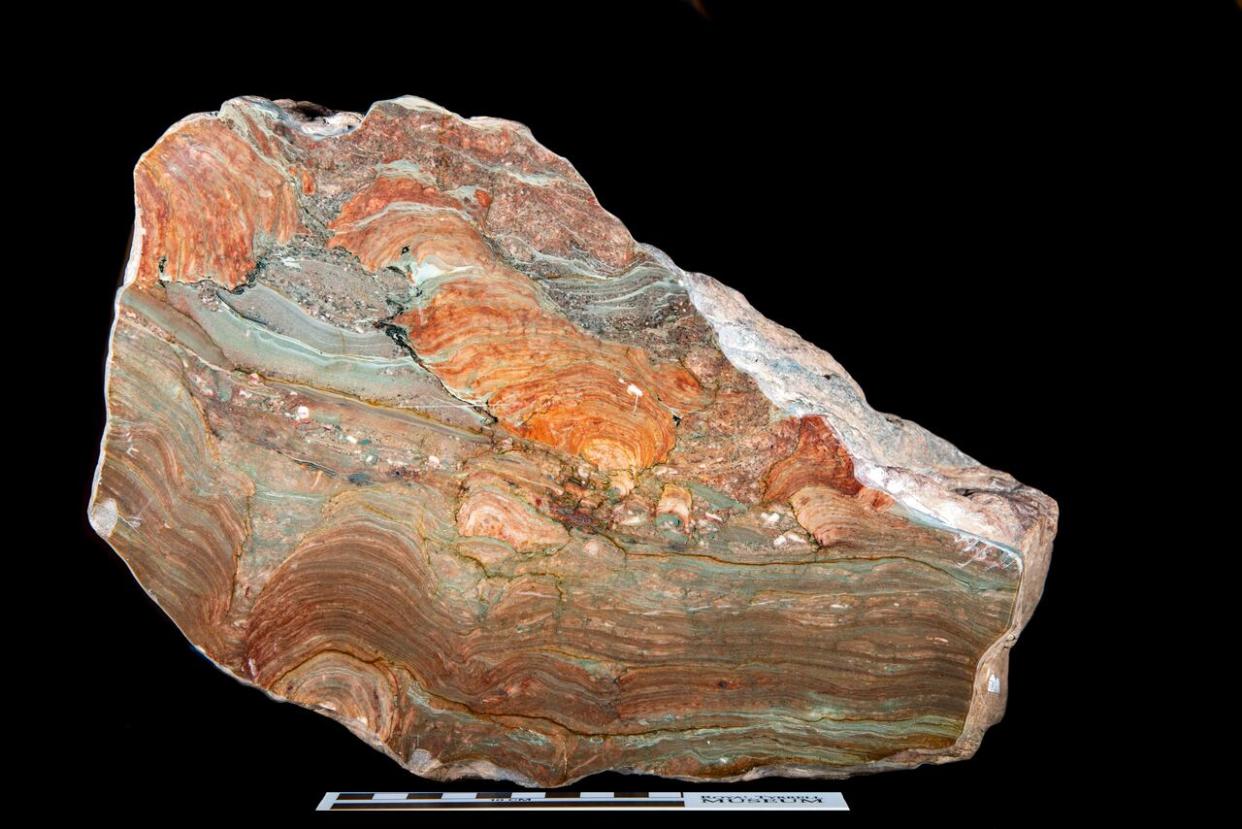 This stromatolite, Collenia undosa, is one of the oldest fossils in Alberta, and is featured in the exhibit. It was found in Waterton Lakes National Park and is 1.3 billion years old. (Royal Tyrrell Museum - image credit)