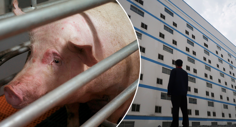 Australian experts have concerns about China's high-rise pig farms. Source: Reuters