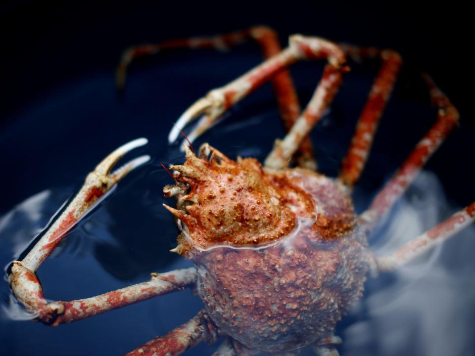 Japanese spider crab.