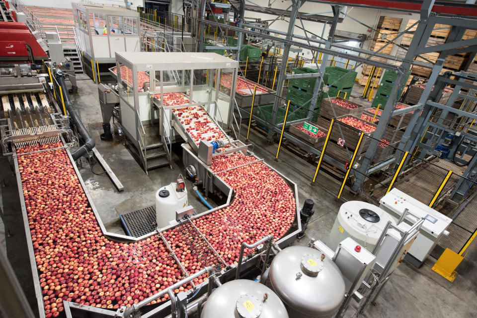 Thousands of apples passing along the company’s production line (Camellia / PA)