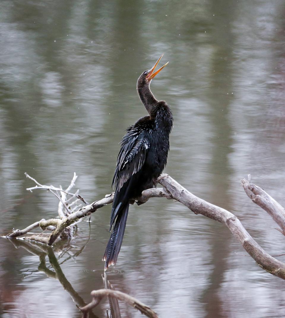 A lone Anhinga, also known as the Devil Bird, found along the Black Creek in Churchville Tuesday Dec. 15, 2020. The 'Devil Bird' name comes from the Tupi Indian language of Brazil, and translates to 'devil bird.' Anhingas in the United States range from South Carolina to Texas.