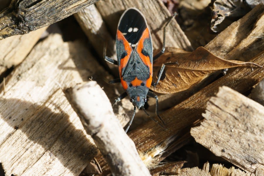 A small milkweed bug (Getty)