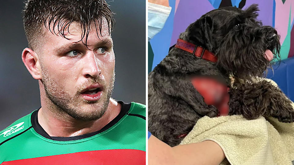 NRL player Jai Arrow has apologised to a Sydney woman after his dog attacked her Schnauzer last month, leaving it badly injured. Pictures: Getty Images/Facebook