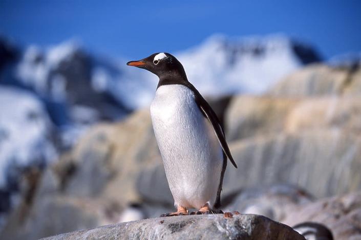 Penguins, like the gentoo, can provide warnings on the overall health of the Antarctic ecosystem (Getty)