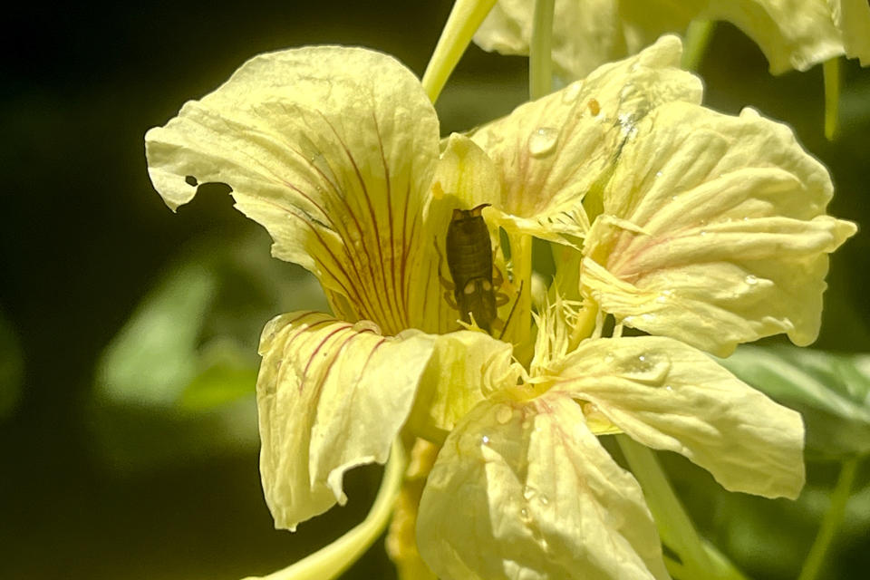 This image provided by Jessica Damiano shows an earwig inside a nasturtium flower on Long Island, New York on June 27, 2024. (Jessica Damiano via AP)