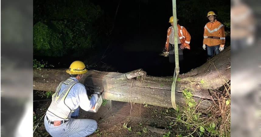 金門地區今日午後大雷雨不斷，小金門部分地區因土壤鬆軟使得樹木倒塌壓斷高壓線，造成烈嶼西宅、西方、西路、西吳等一帶共301戶停電，台電接獲通報後立即派員至現場冒雨搶修。（圖／台電公司提供）