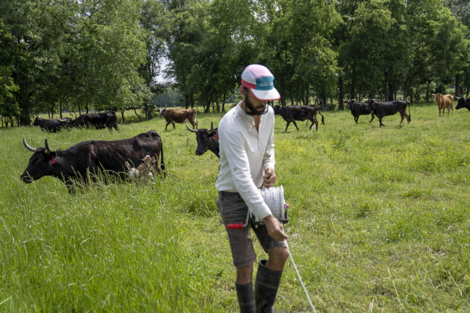 Hobbs Magaret opens up a news section of tall grass for his cattle graze on his ranch in Lufkin, Texas, Tuesday, April 18, 2023. Magaret grew up around cattle in the west Texas panhandle, and he worked on ranches during summers home after he left to attend college. He calls himself a punk rock rancher, and he has adopted the ideas of regenerative ranching and then pushed the theory to an extreme on his 300-acre ranch. Magaret moves his 42 cows three or four times a day, sometimes shifting an electrified fence only 20 feet or so to give the animals access to new grass. (AP Photo/David Goldman)