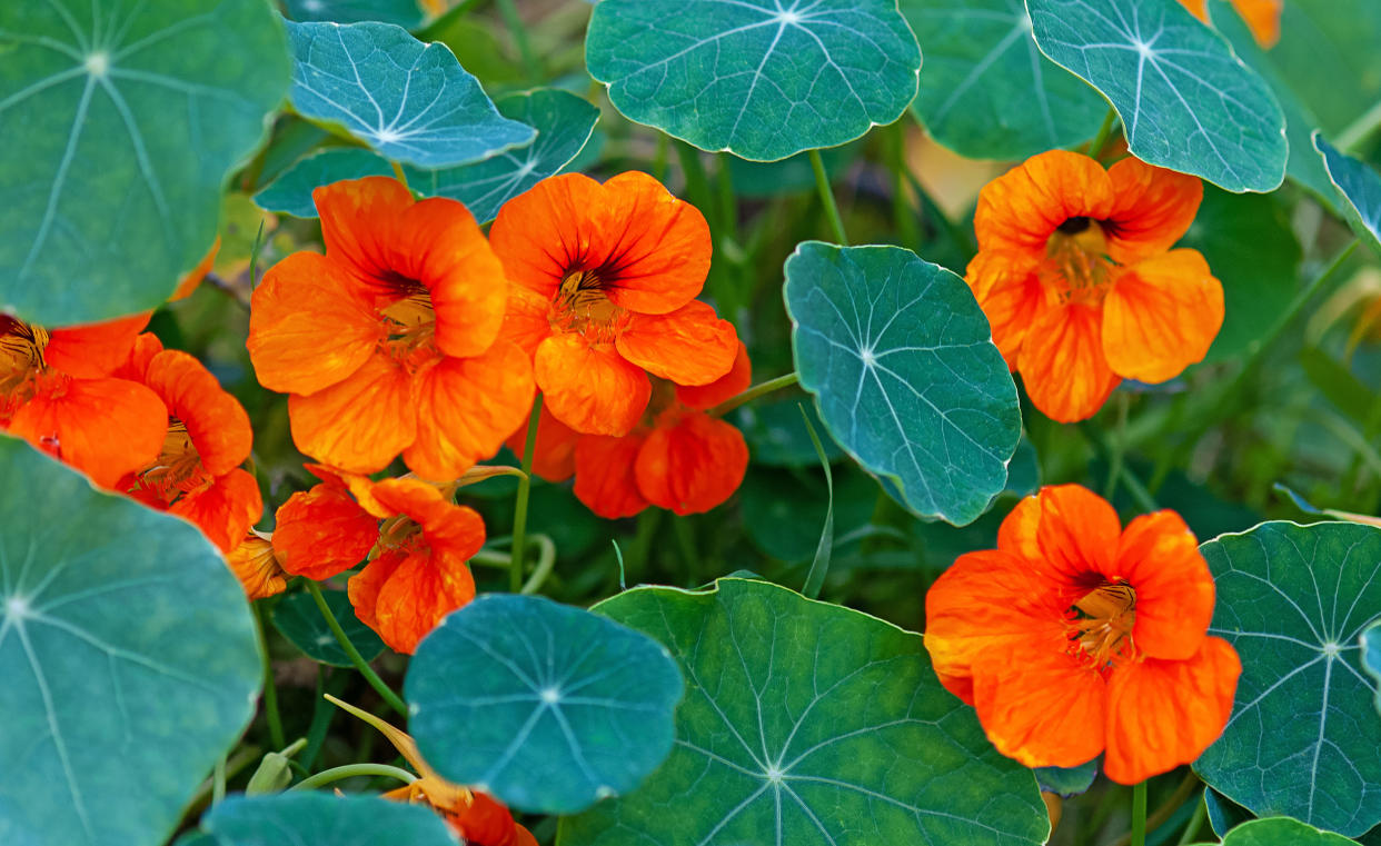 Nasturtium flowers (Nadya So / Getty Images)