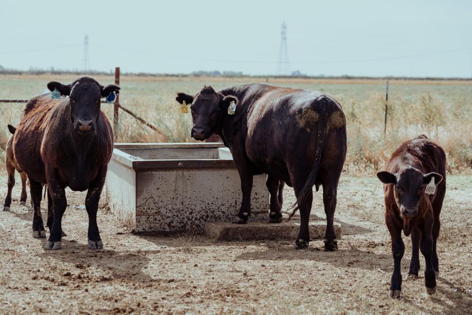 cows stand next to a water trough in a dirt lot