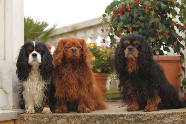 <p>WestEnd61 / Getty Images</p> A Tricolor, Ruby and Black & Tan Cavalier King Charles Spaniel