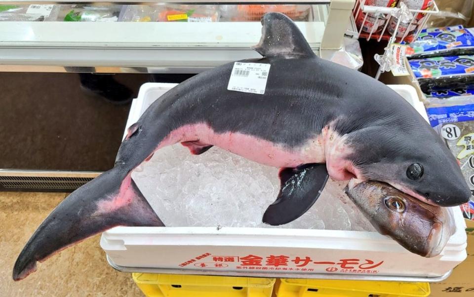 日本超市驚見「鯊魚咬著鯛魚頭」的超真實食物鏈，店家解釋是要避免顧客被鯊魚的尖銳牙齒弄傷。（翻攝自＠alveare_推特）