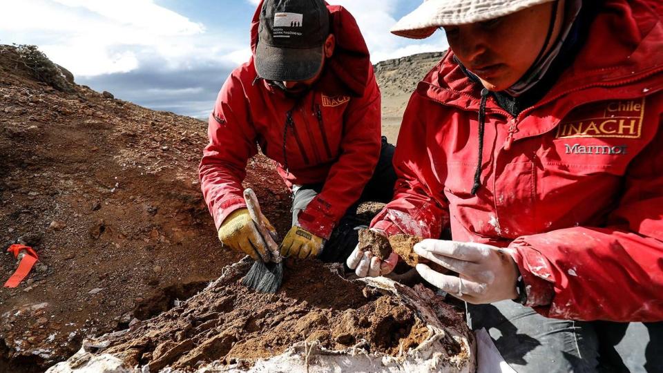 Two researchers in red jackets dig bones from the ground