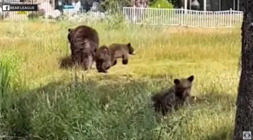 加州南太浩湖市發生多起入室竊盜案件，當局在深入調查後發現，嫌犯竟然是1頭黑熊媽媽與3隻小熊。（圖／翻攝自CBS Colorado）