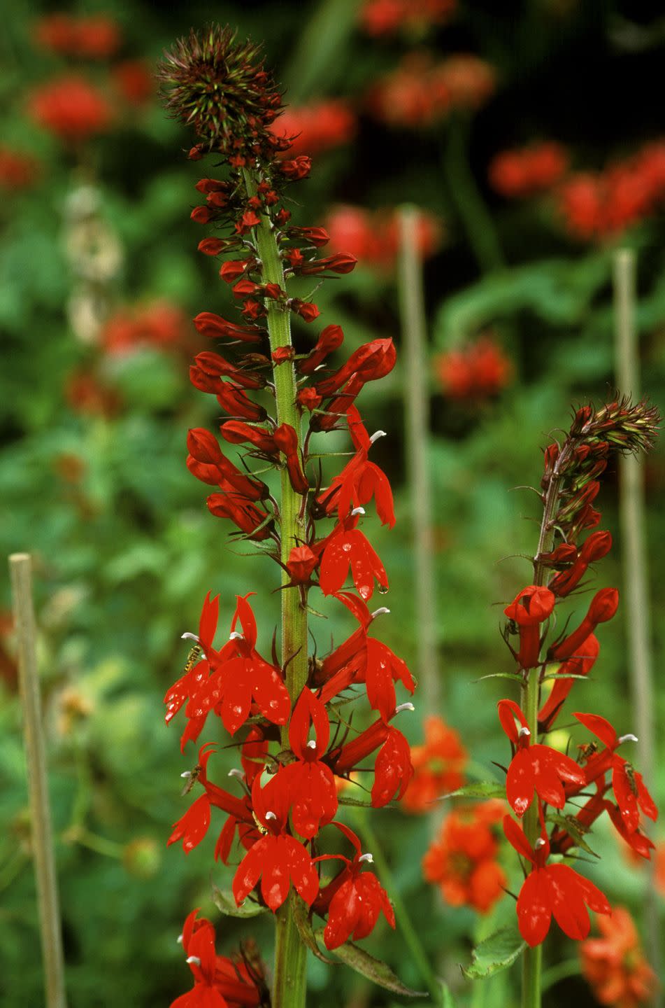 6) Cardinal Flower