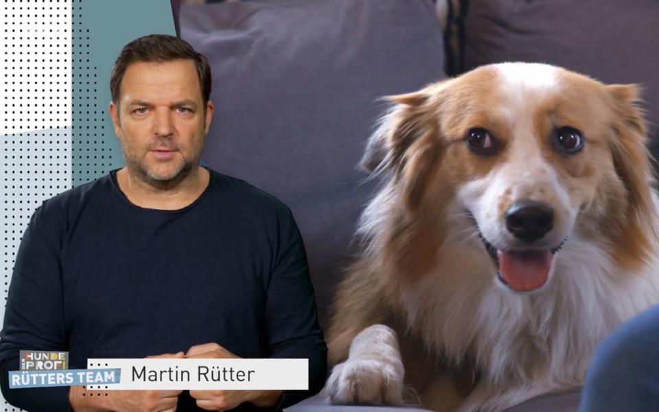 Martin Rütter will des gestressten Hündin Chinook helfen. (Bild: RTL+)