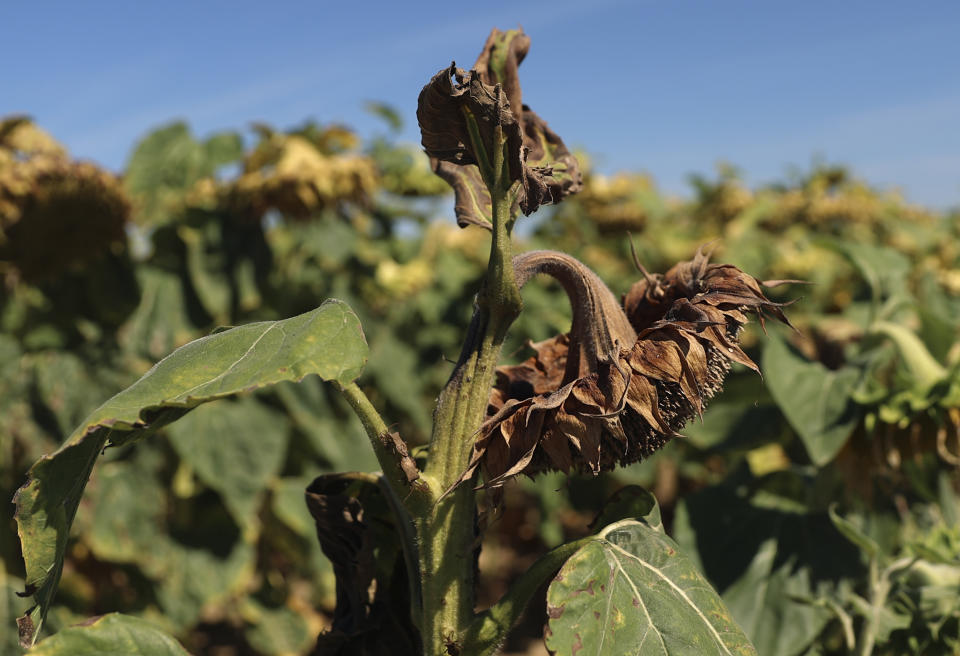 Sunflowers suffer from lack of water, as Europe is under an unusually extreme heat wave, in Ury, 112 miles south of Paris, France, Monday, Aug. 8, 2022. France is this week going through its fourth heatwave of the year as the government warned last week that the country is faced with the most severe drought ever recorded. Some farmers have started to see a decrease in production especially in fields of soy, sunflowers and corn. (AP Photo/Aurelien Morissard)