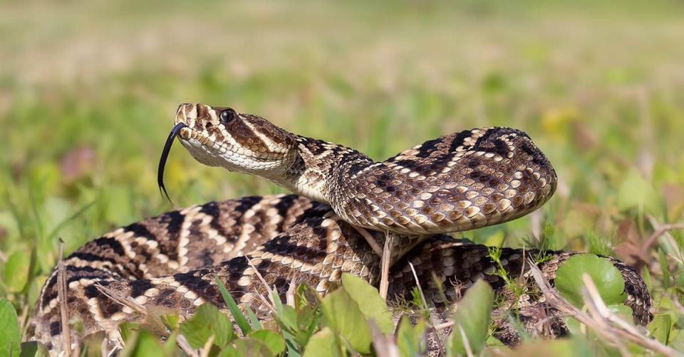 WHAT: Eastern diamondback rattlesnakes - An urban legend claims that a 15-foot Eastern Diamondback was found in Florida. Though later proven to be false, this deadly snake can grow to 8 feet in length.