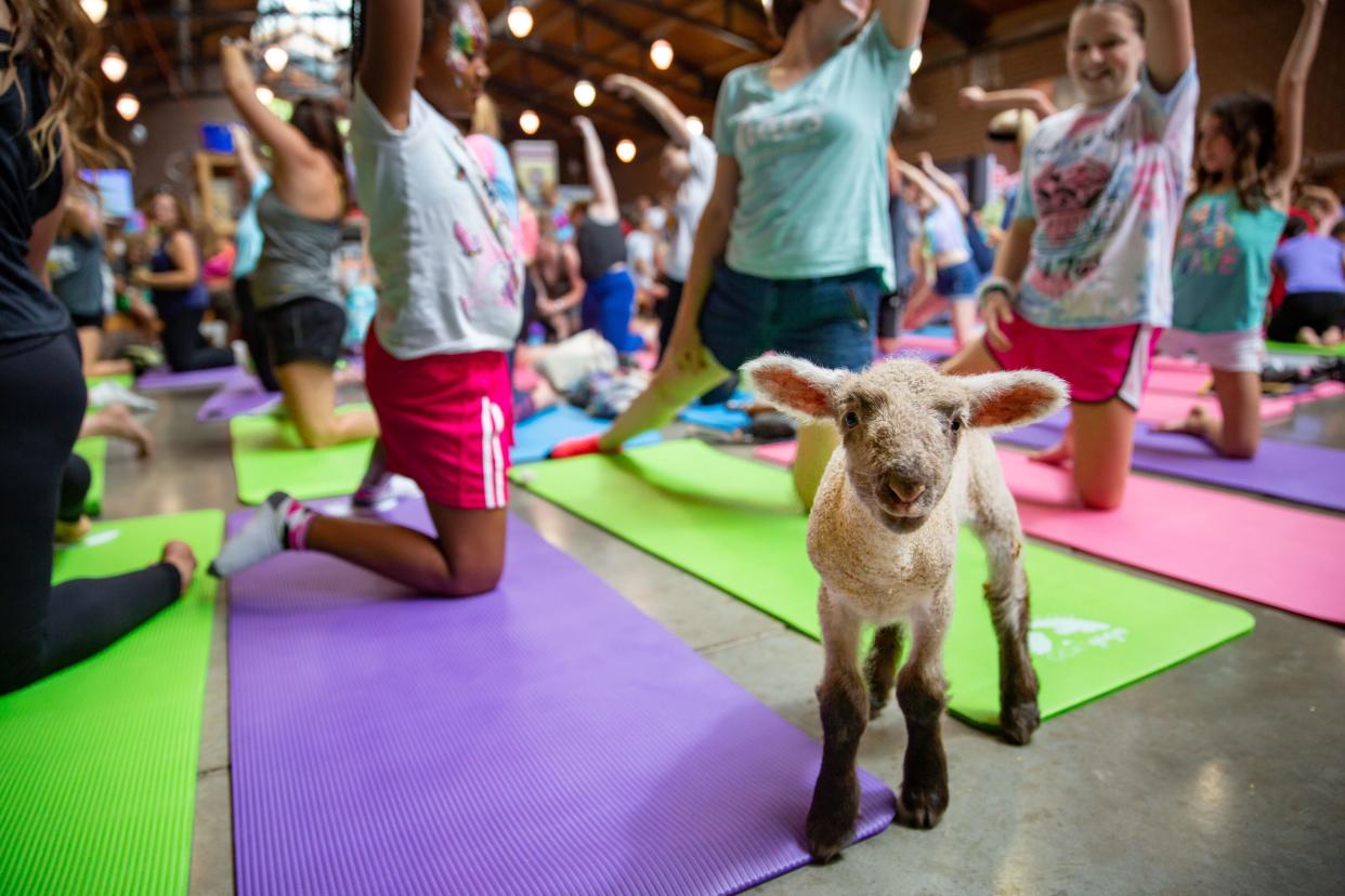 Bockfest weekend is the perfect time to experience goat yoga.