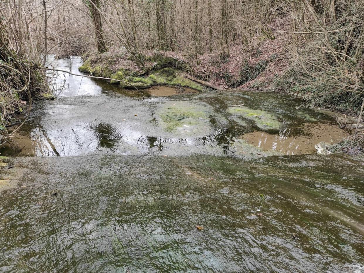 Los organismos que habitan ríos y arroyos son capaces de eliminar contaminantes del agua. Lluís Bertrans , Author provided